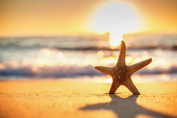 Starfish na praia ao nascer do sol — Fotografia de Stock