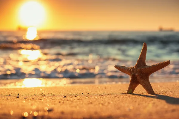 Tengeri csillag a tengerparton a napkelte — Stock Fotó