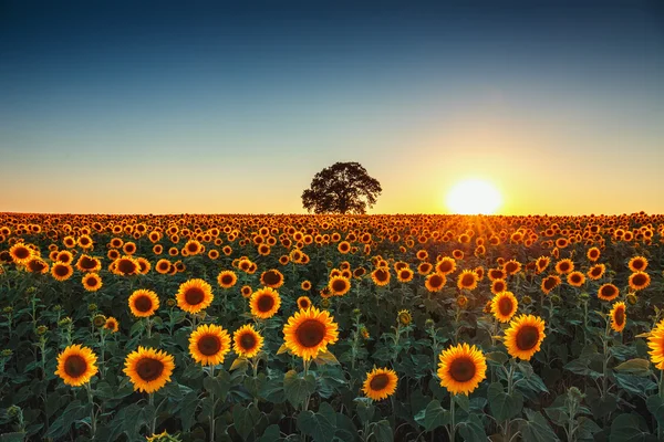 背景の夕日にひまわりを咲かせる畑 — ストック写真