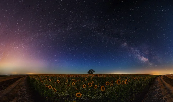 Sterne und Mond auf einem Sonnenblumenfeld — Stockfoto