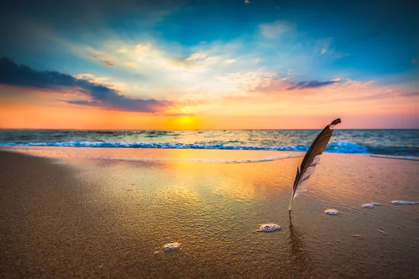 Bella alba sul mare e piuma di gabbiano bloccato nel s — Foto Stock