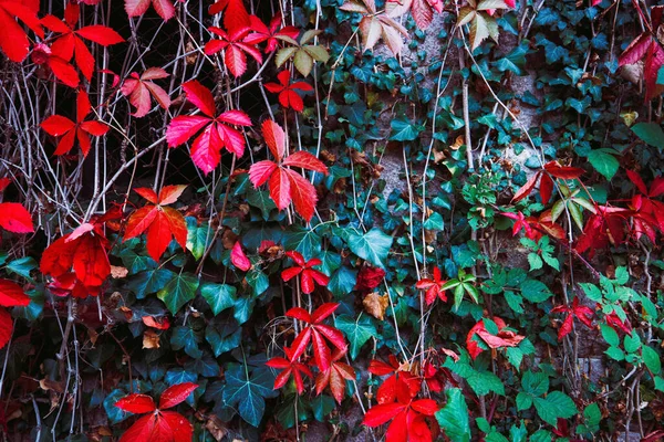 自然林を背に紅葉した秋の植物 — ストック写真