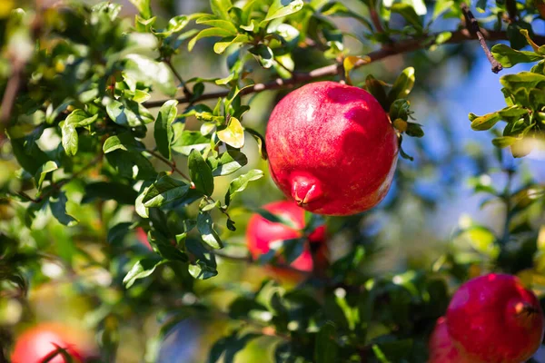 stock image Ripe pomegranate fruit on tree branch against Blue sky