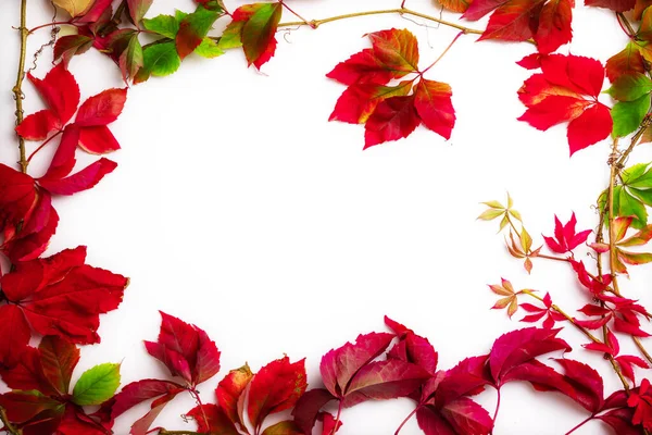 Autumn Seasonal Leaves Border Frame Space Text Fall Background — Stock Photo, Image