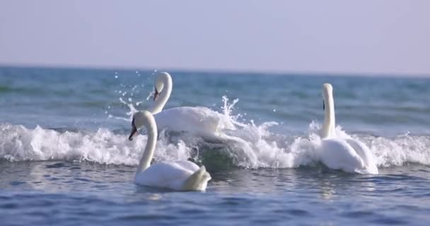 Pasangan Swans Berenang Ombak Laut Mendarat Saat Matahari Terbit — Stok Video