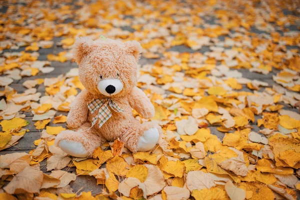 Teddy Medvídek Hračka Sedí Padlých Barevných Listí Venku Podzimní Park — Stock fotografie