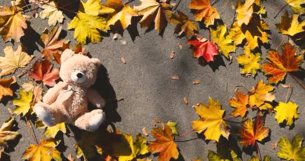 Teddybär Babyspielzeug Und Gefallene Bunte Blätter Freien Herbstpark — Stockvideo