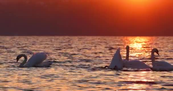 Angsa Indah Berenang Saat Matahari Terbenam Atas Gelombang Laut — Stok Video