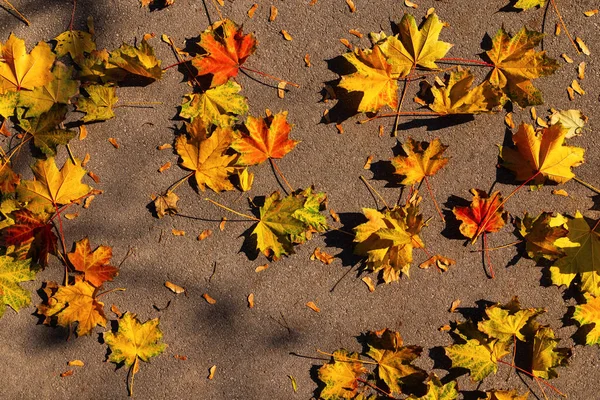 Autunno Foglie Gialle Cadute Terra — Foto Stock