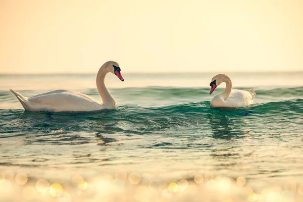 Cisnes Blancos Mar Disparo Amanecer — Foto de Stock