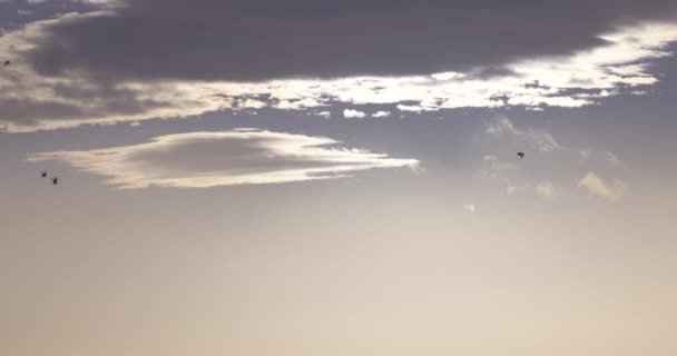 Salida Del Sol Gaviotas Voladoras Cielo Libertad Aves — Vídeos de Stock