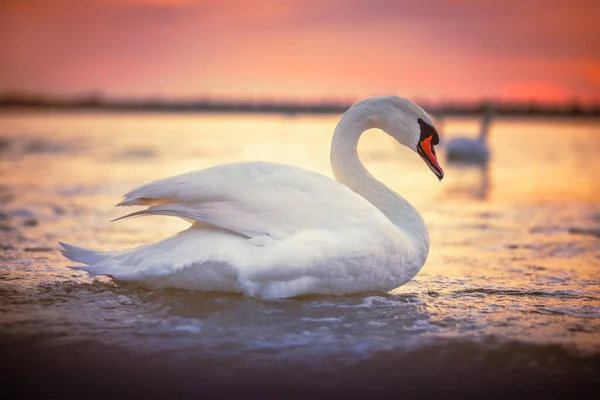 Белые Лебеди Море Восход Солнца — стоковое фото