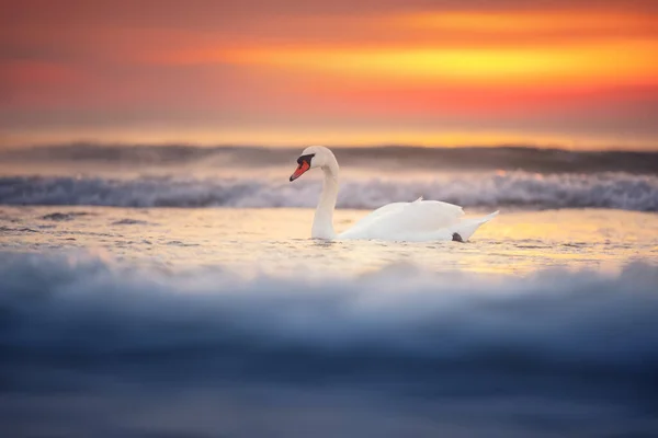 Cisnes Blancos Mar Disparo Amanecer — Foto de Stock