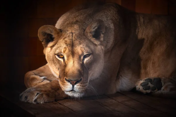 狮子野生动物 黑暗中美丽狮子的画像 — 图库照片