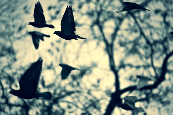 Uçan Güvercinlerin Siluetleri Ağaç Dallarına Karşı Güvercinler Günbatımı Gökyüzü — Stok fotoğraf