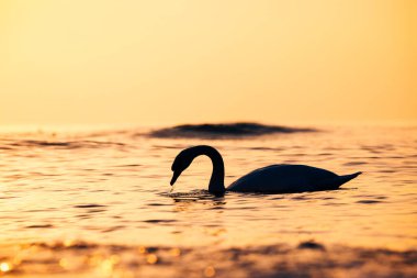 Denizde beyaz kuğu silueti, gündoğumu vuruşu