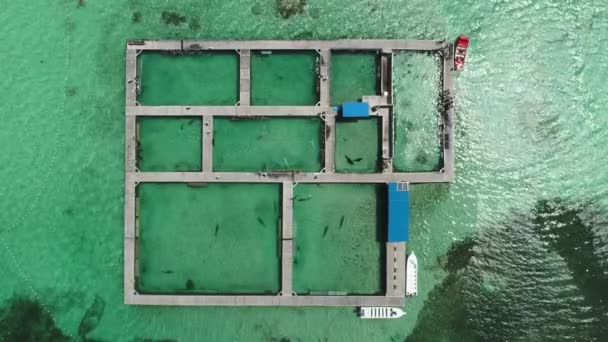 Dolfijn Zwembad Eiland Park Het Zeewater Luchtfoto Video — Stockvideo