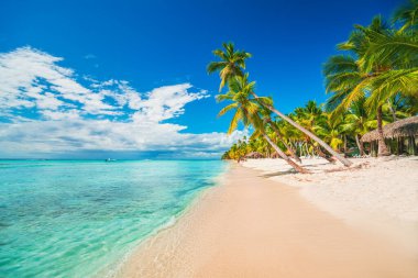 Tropik sahilde palmiye ağaçları, Dominik Cumhuriyeti, Punta Cana, Saona Adası