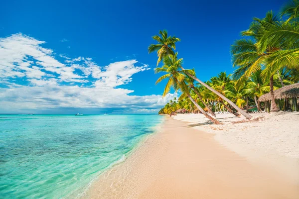 Palmeras Playa Tropical República Dominicana Punta Cana Isla Saona —  Fotos de Stock