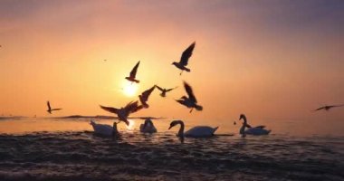 Deniz dalgalarında yüzen kuğular. Gün doğumunda deniz kıyısı ve uçan martılar.