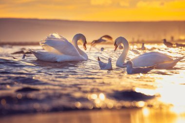 Denizde beyaz kuğular, gündoğumu vuruşu