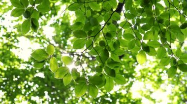 Bahar mevsiminde akçaağaç yaprakları ve parlak güneş ışınları
