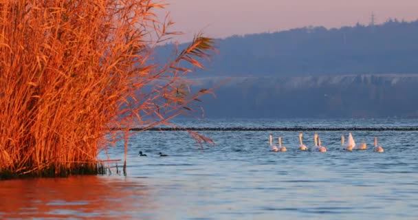 Cisnes Pequeños Patos Agua Flotando Puesta Del Sol Lago Video — Vídeo de stock