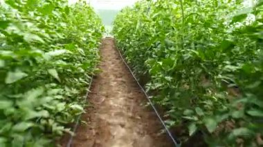 Seradaki domatesler. Organik sebzeler. Bahçecilik. 4k video