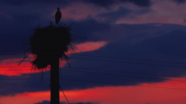 Cegonhas Alimentando Bebês Ninho Contra Céu Por Sol Com Nuvens — Vídeo de Stock