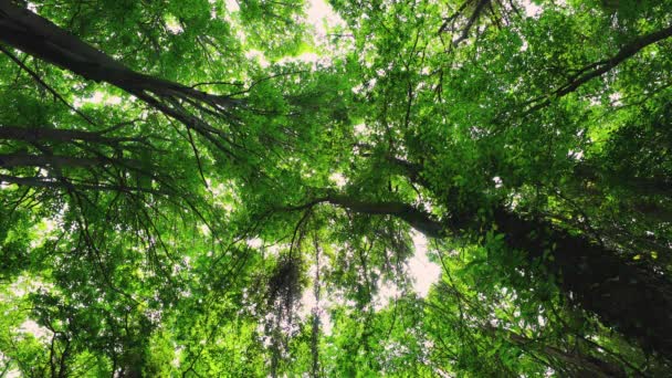Grön Skog Avslappnande Fredlig Natur Bakgrund Video — Stockvideo