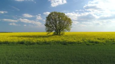 Sarı olgun tohum tarlaları ve yeşil taze tarım alanı, hava manzarası