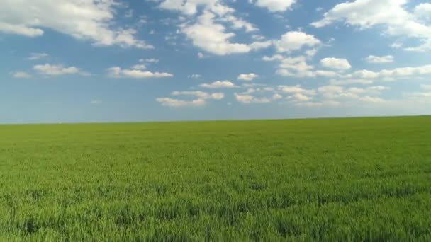 Пролетая Над Зеленым Сельскохозяйственным Полем Против Голубого Неба Белых Облаков — стоковое видео