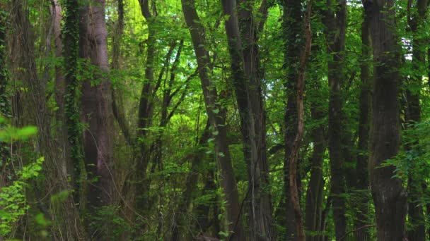 Alberi Freschi Verdi Nella Foresta Nebbiosa Video — Video Stock