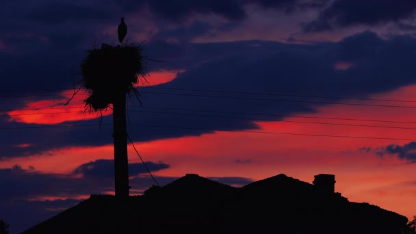 Bociany Karmiące Niemowlęta Gnieździe Przed Zachodem Słońca Chmurami — Wideo stockowe