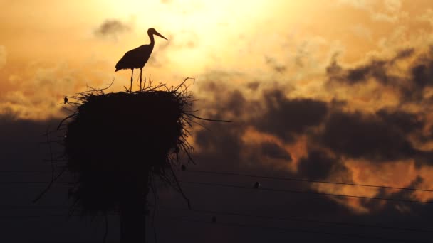 Burung Bangau Memberi Makan Bayi Sarang Melawan Matahari Terbenam Langit — Stok Video