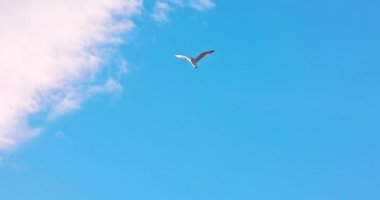 Mavi gökyüzünde uçan martı kuşu ve kabarık bulutlar, 4k yavaş çekim video