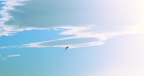 Pájaro Gaviota Volador Cielo Azul Nubes Esponjosas Vídeo Cámara Lenta — Vídeos de Stock