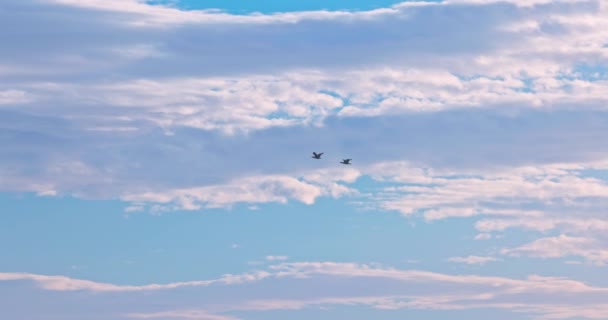 Mavi Gökyüzünde Uçan Martı Kuşu Kabarık Bulutlar Yavaş Çekim Video — Stok video