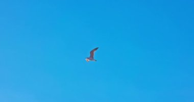 Mavi gökyüzünde uçan martı kuşu ve kabarık bulutlar, 4k yavaş çekim video