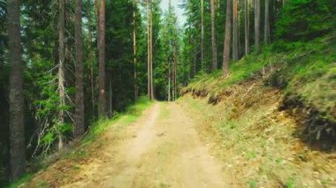 Dağ ormanlarında patika, 4k video.