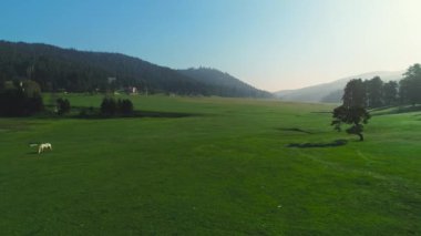 Çayır ve otlak atların dağ manzarası, sisli gün doğumu, hava 4K video