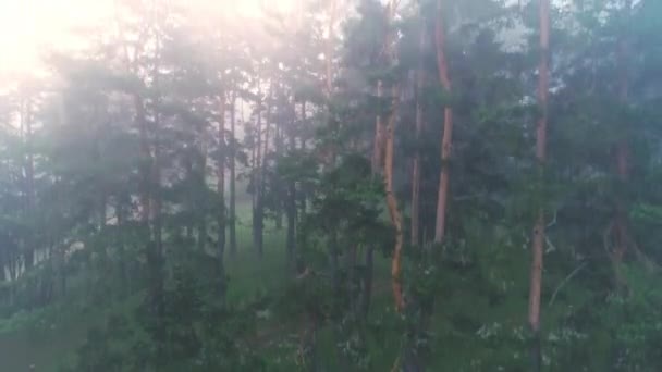 Туманный Пейзаж Огненным Лесом Вид Дрона Воздуха Утренний Туман Видео — стоковое видео