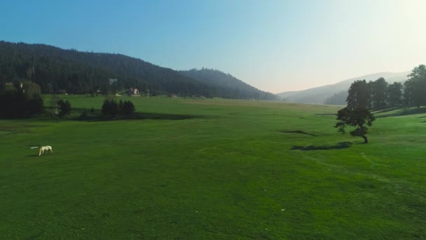 牧草地や放牧馬 霧の日の出 航空4Kビデオの山の風景 — ストック動画