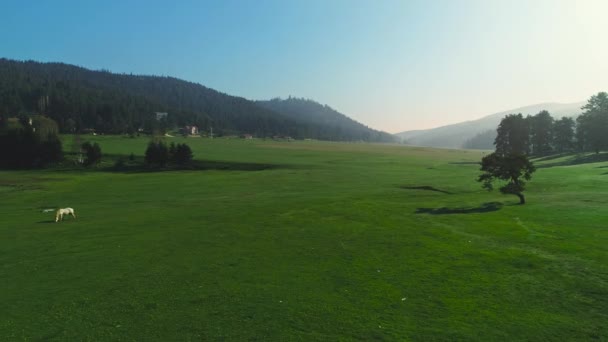 Horská Krajina Pastvin Pasoucích Koní Mlhavý Východ Slunce Letecké Video — Stock video