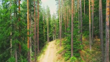 Ormandaki yol. Dağda yürüyüş yolu, 4k video.