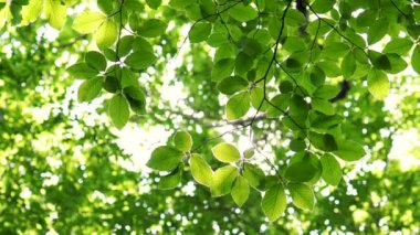 Ormandaki ağaçların arasından parlayan güneş. 