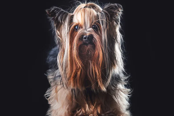 ヨークシャーテリアかわいい子犬 黒で隔離された犬 — ストック写真