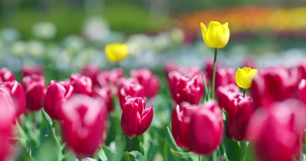 Kolorowe Tulipany Kwitnące Ogrodzie Wiosenny Dzień Wideo — Wideo stockowe