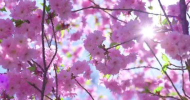 Güzel Bahar Çiçekleri, Çiçekli Pembe Kiraz Ağacı, 4K video