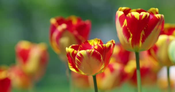Coloridos Tulipanes Floreciendo Jardín Día Primavera Video — Vídeos de Stock